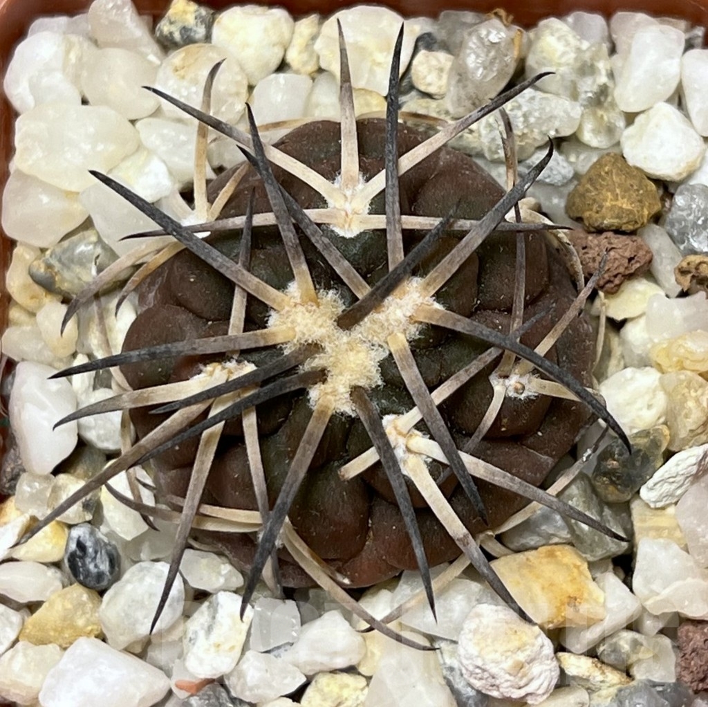 SHPR17732 Gymnocalycium spegazzinii v. horizonthalonium - Image 2