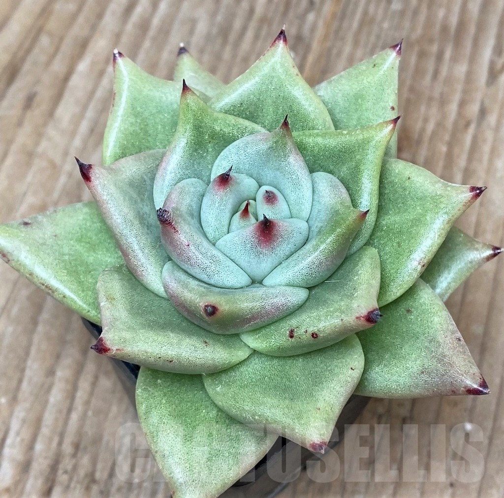 SHPR17560 Echeveria agavoides - Image 2