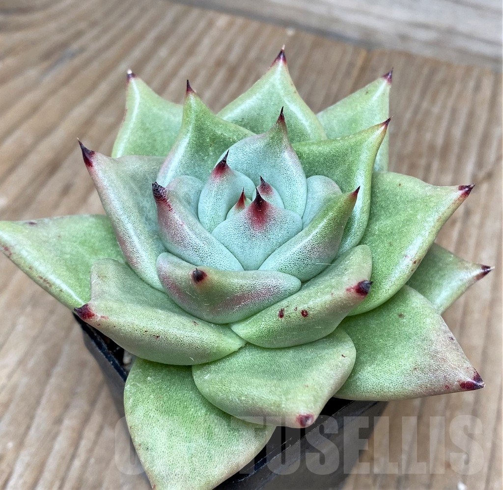 SHPR17560 Echeveria agavoides