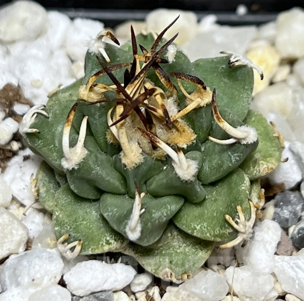 SHPR17735 Turbinicarpus alonsoi
