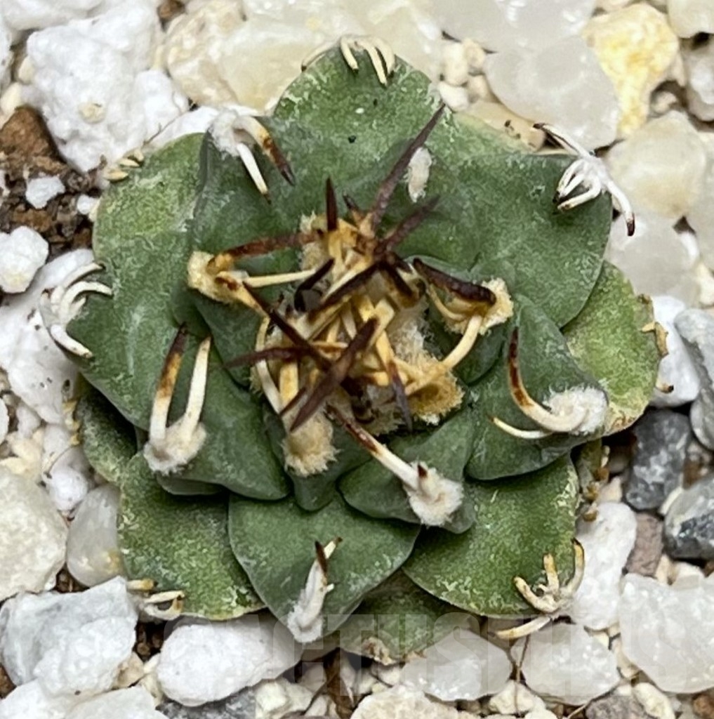 SHPR17735 Turbinicarpus alonsoi - Imagen 2
