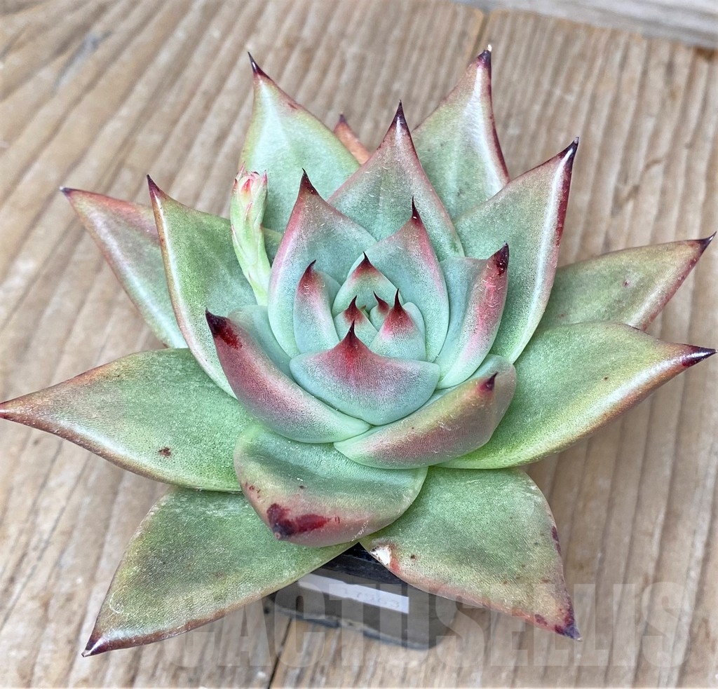 SHPR17563 Echeveria agavoides - immagine 2
