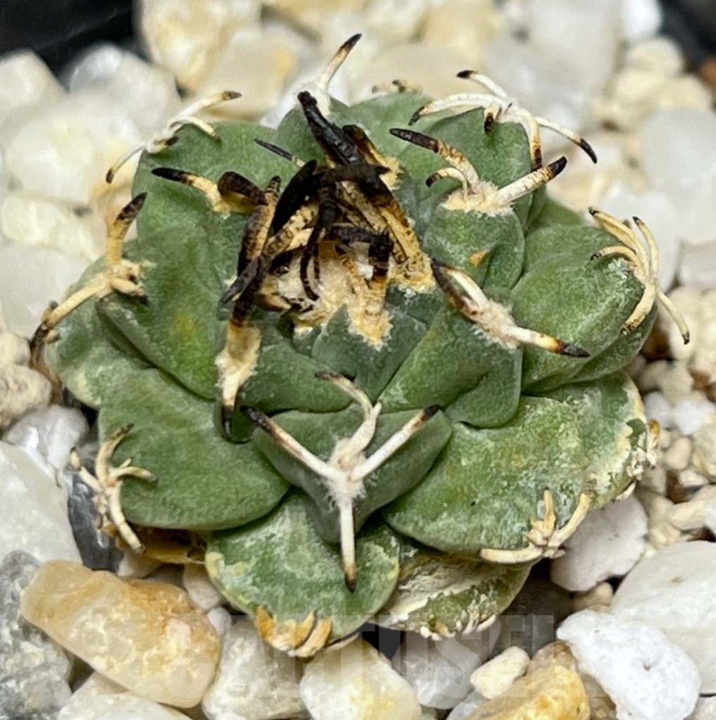 SHPR17736 Turbinicarpus alonsoi