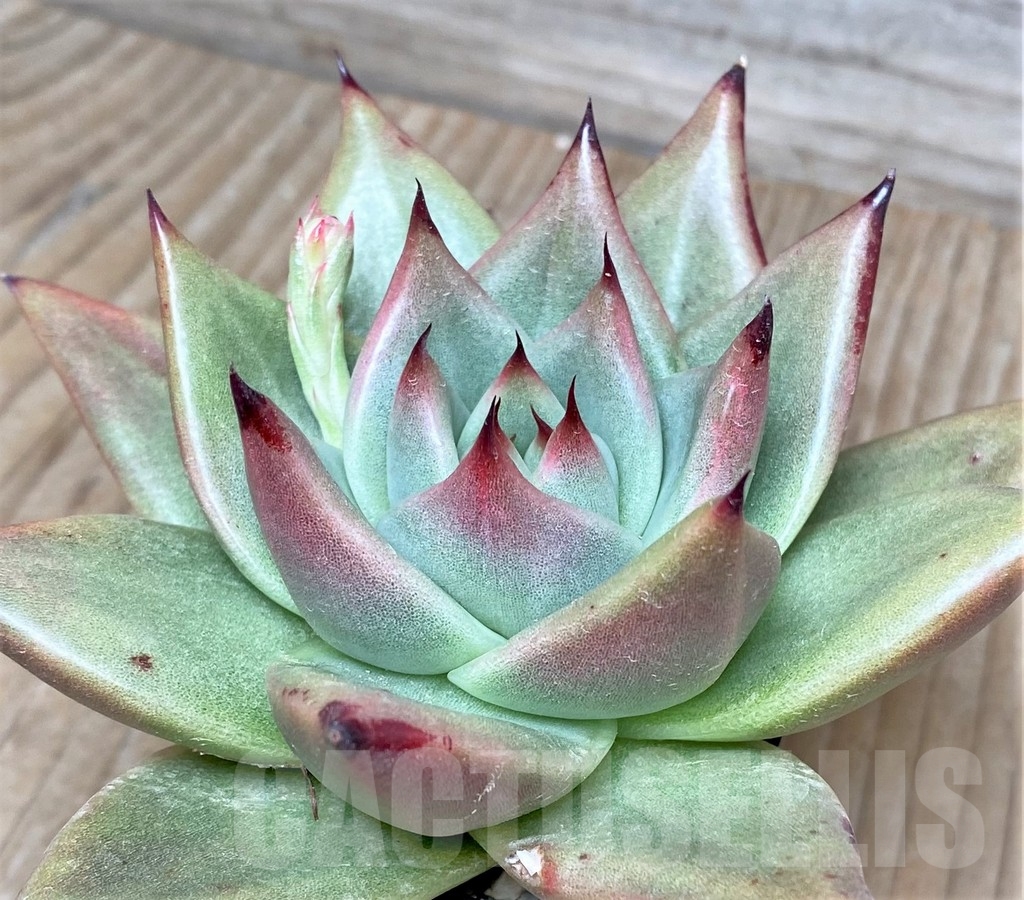 SHPR17563 Echeveria agavoides