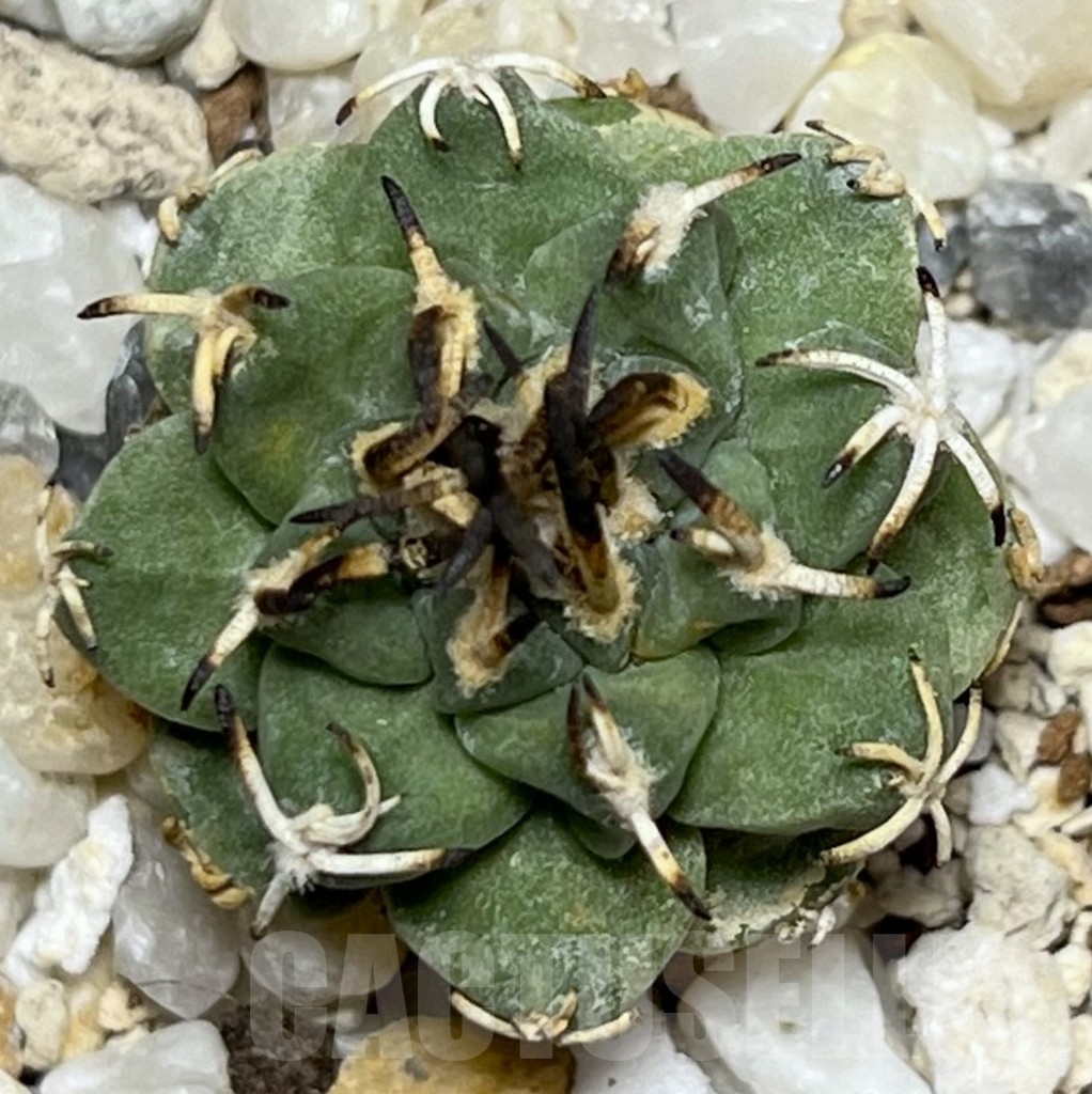 SHPR17736 Turbinicarpus alonsoi - 画像 (2)