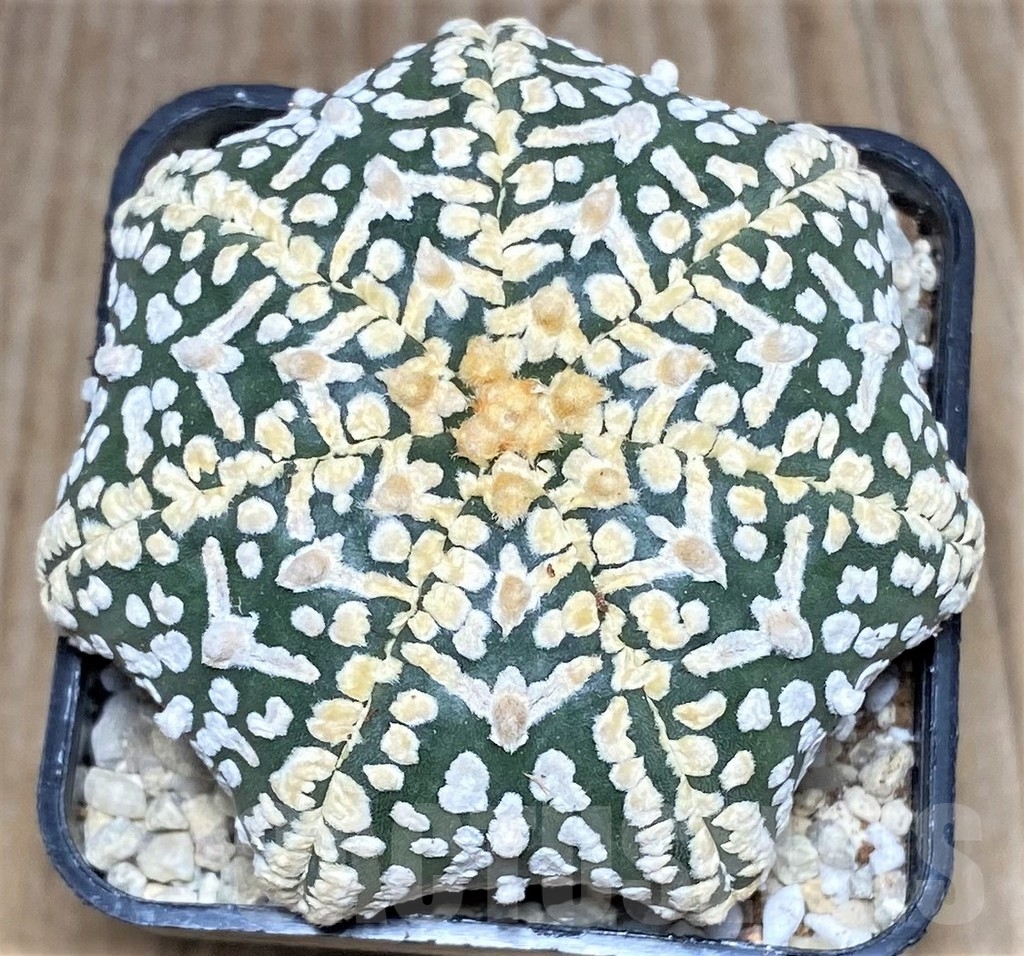 SHPR17520 Astrophytum asterias ‘Super Kabuto Miracle' V-type