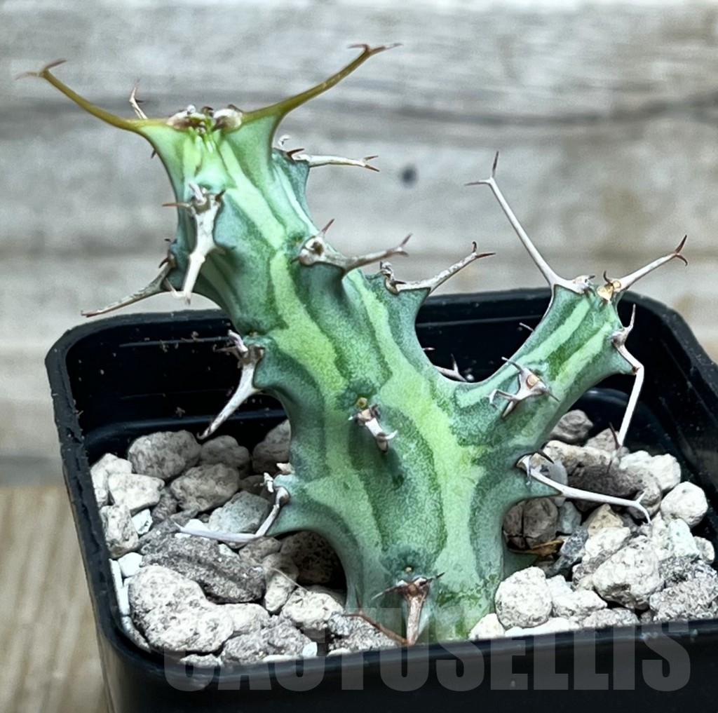 SHPR17791 Euphorbia schizacantha - Image 2