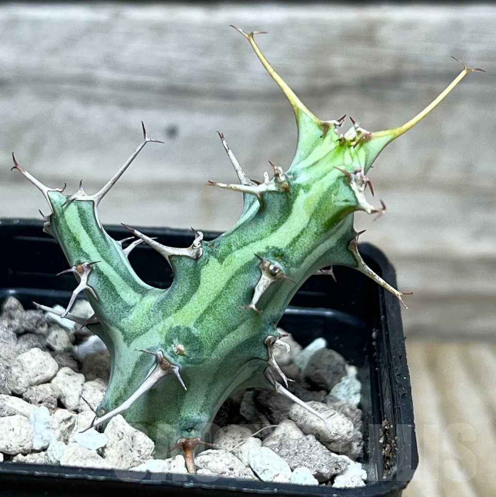SHPR17791 Euphorbia schizacantha