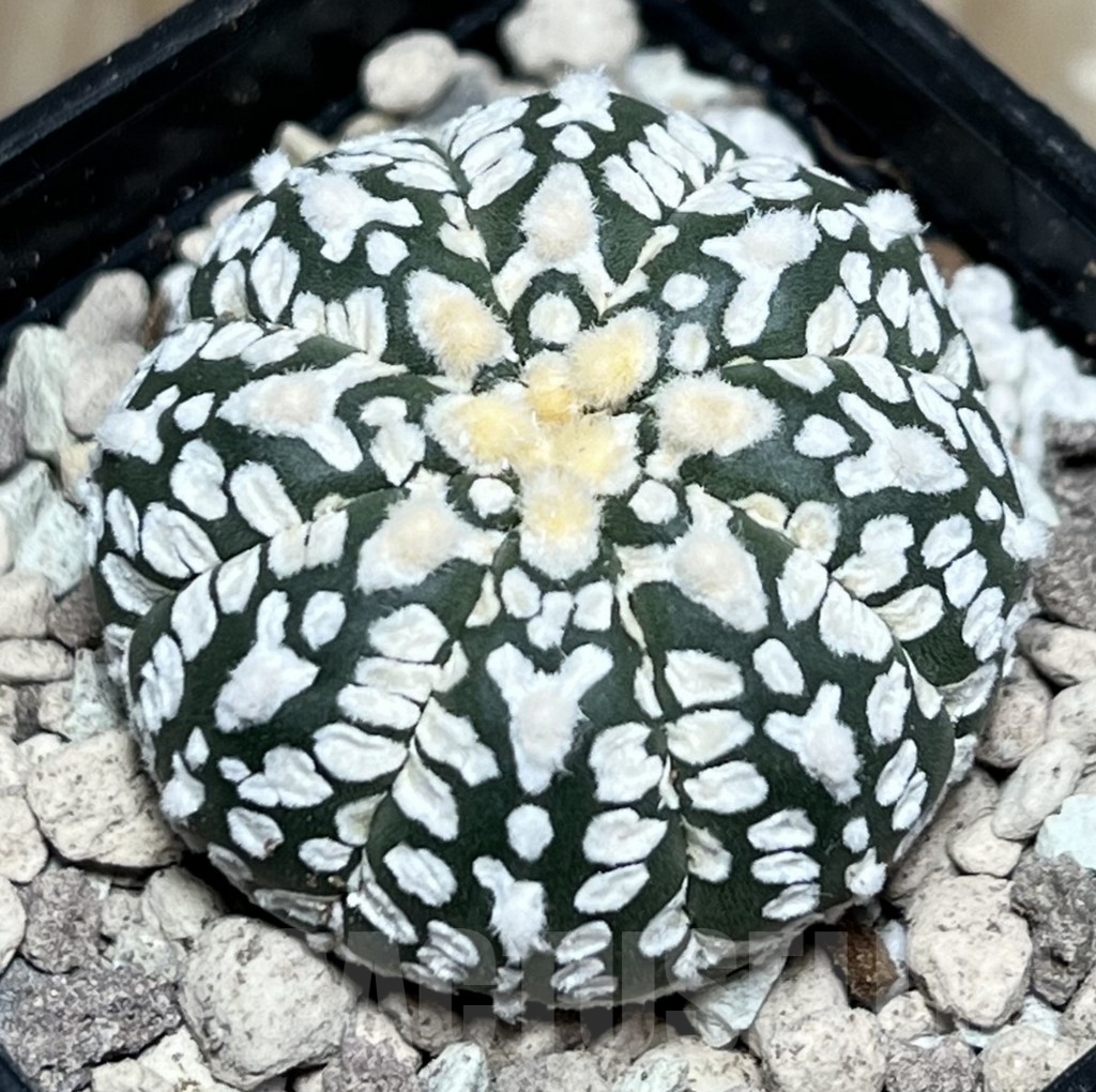 SHPR17792 Astrophytum asterias ‘Super Kabuto’ V-type - Image 2