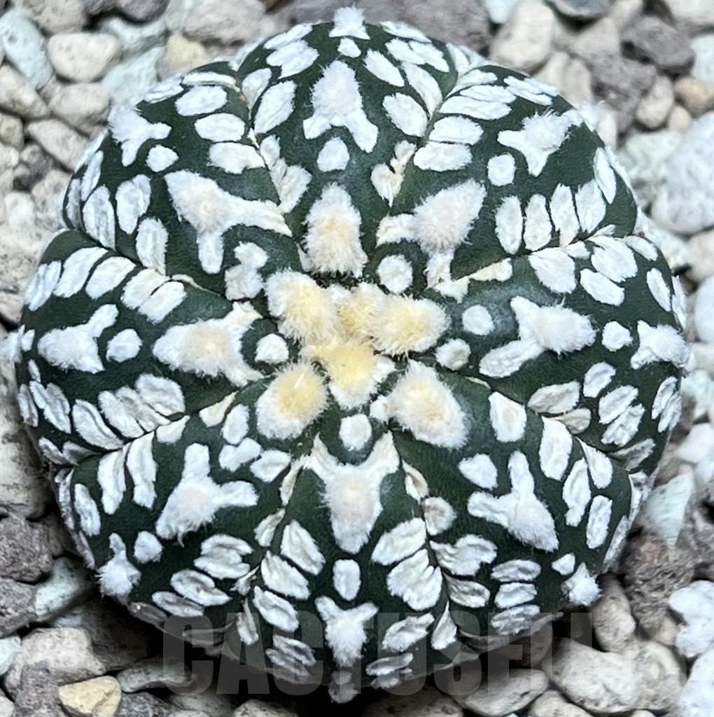 SHPR17792 Astrophytum asterias ‘Super Kabuto’ V-type