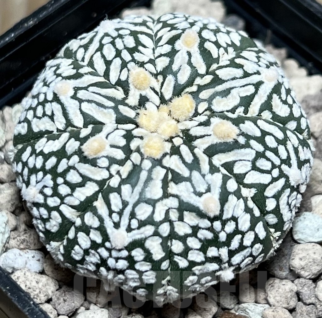 SHPR17793 Astrophytum asterias ‘Super Kabuto’ V-type - Image 2