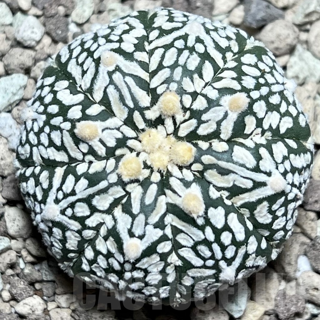 SHPR17793 Astrophytum asterias ‘Super Kabuto’ V-type