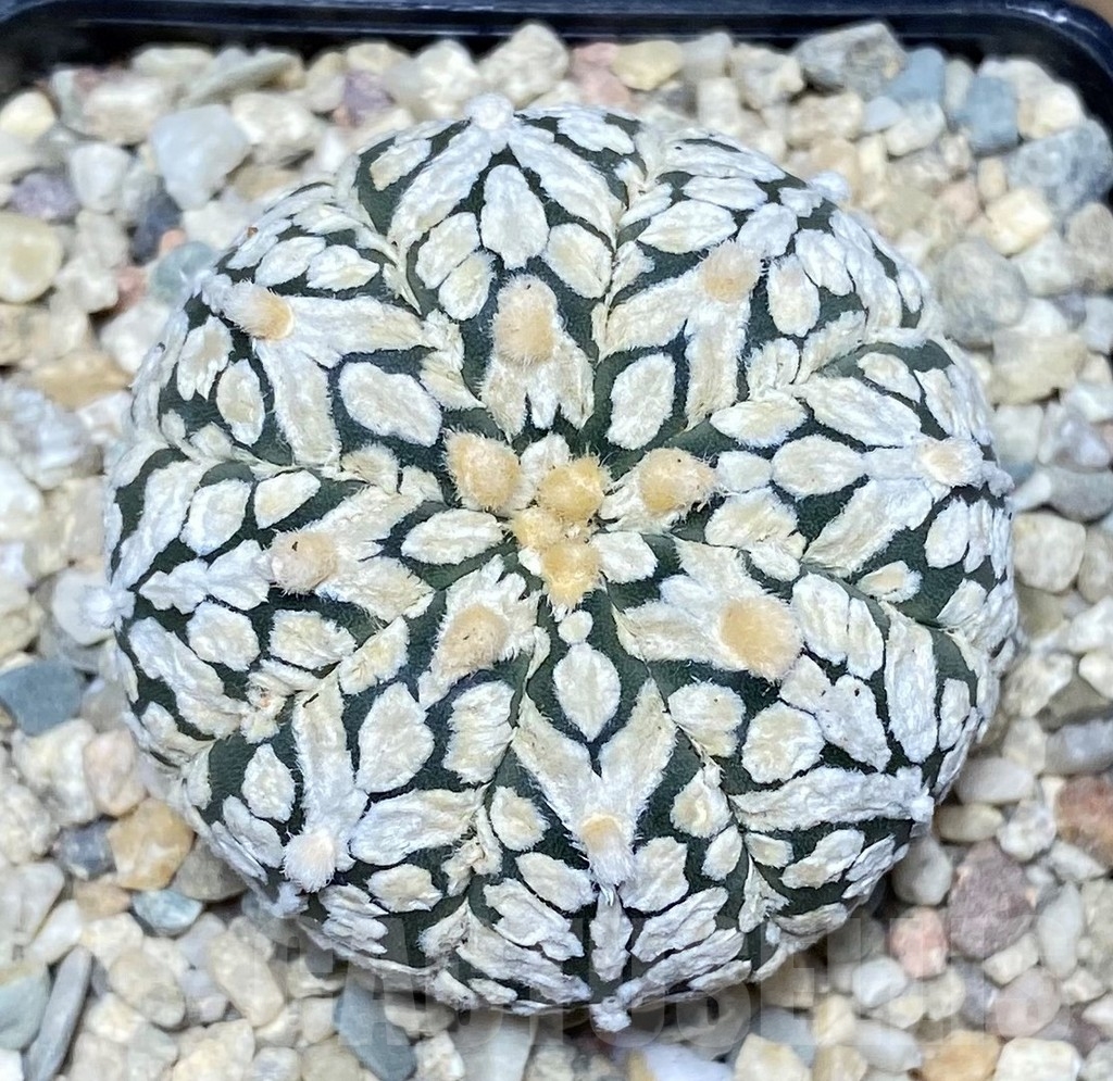 SHPR17525 Astrophytum asterias ‘Super Kabuto' V-type - Зображення 2
