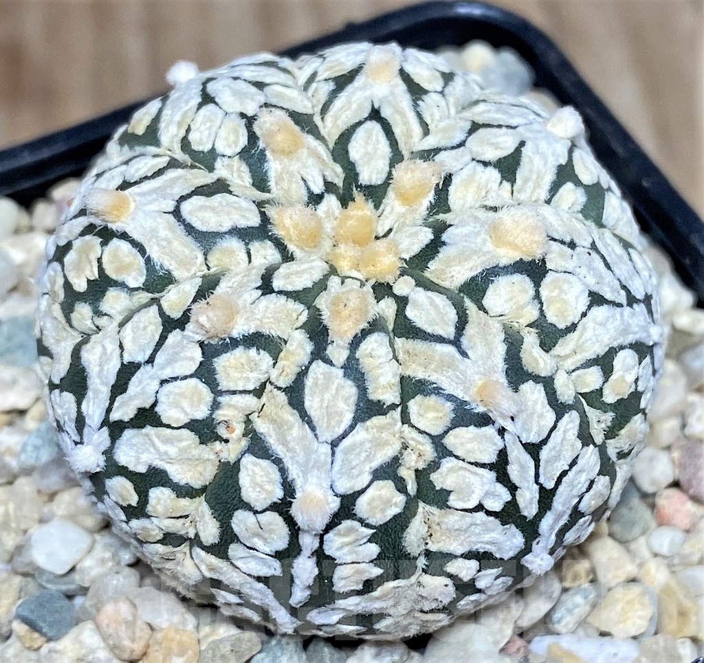 SHPR17525 Astrophytum asterias ‘Super Kabuto' V-type