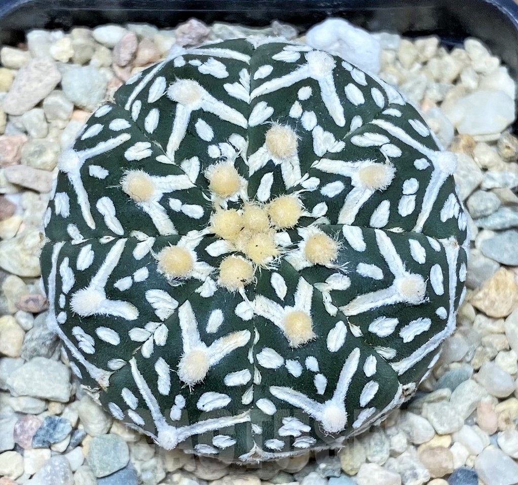 SHPR17526 Astrophytum asterias ‘Super Kabuto' V-type - Image 2