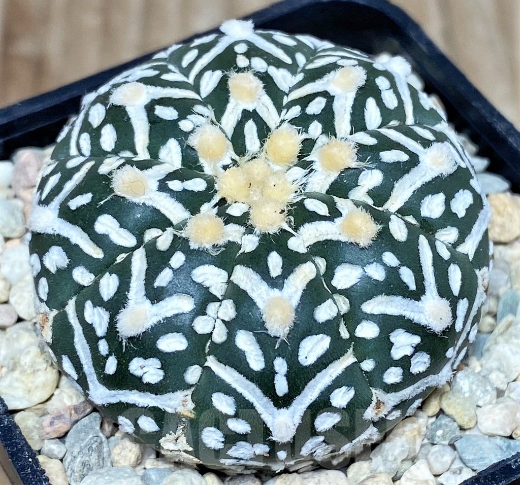 SHPR17526 Astrophytum asterias ‘Super Kabuto' V-type