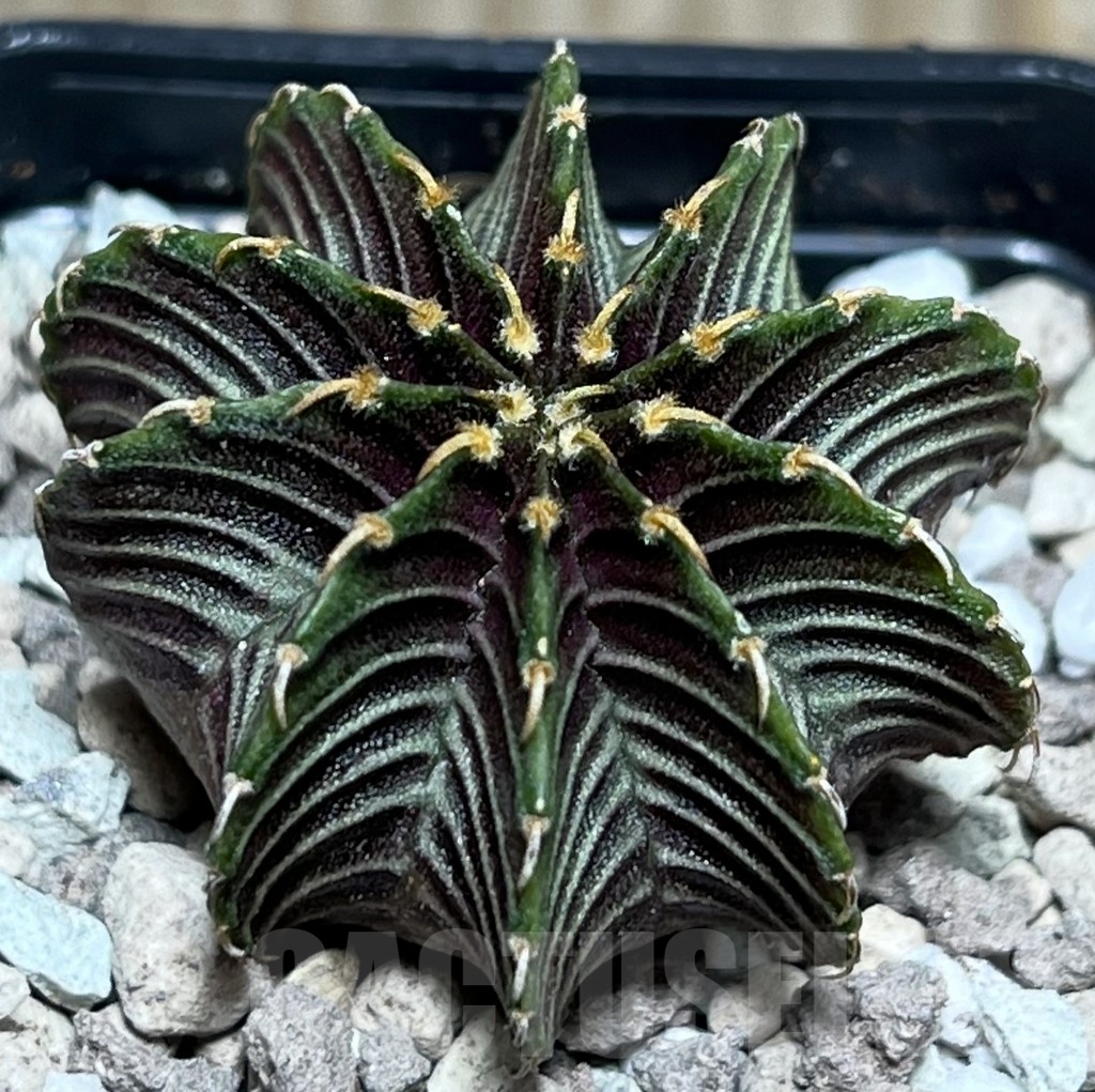 SHPR17799 Gymnocalycium friedrichii LB 2178 Thai. form