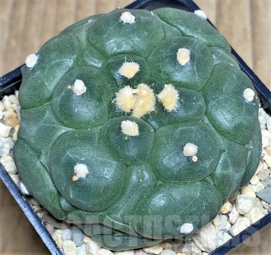 SHPR17529 Astrophytum asterias 'Kikko' - Image 2