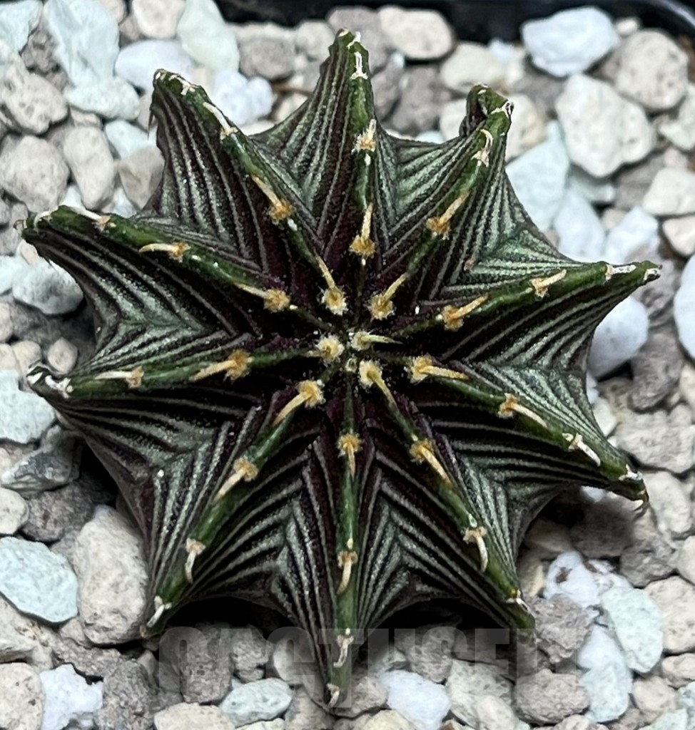 SHPR17799 Gymnocalycium friedrichii LB 2178 Thai. form - Imagen 2