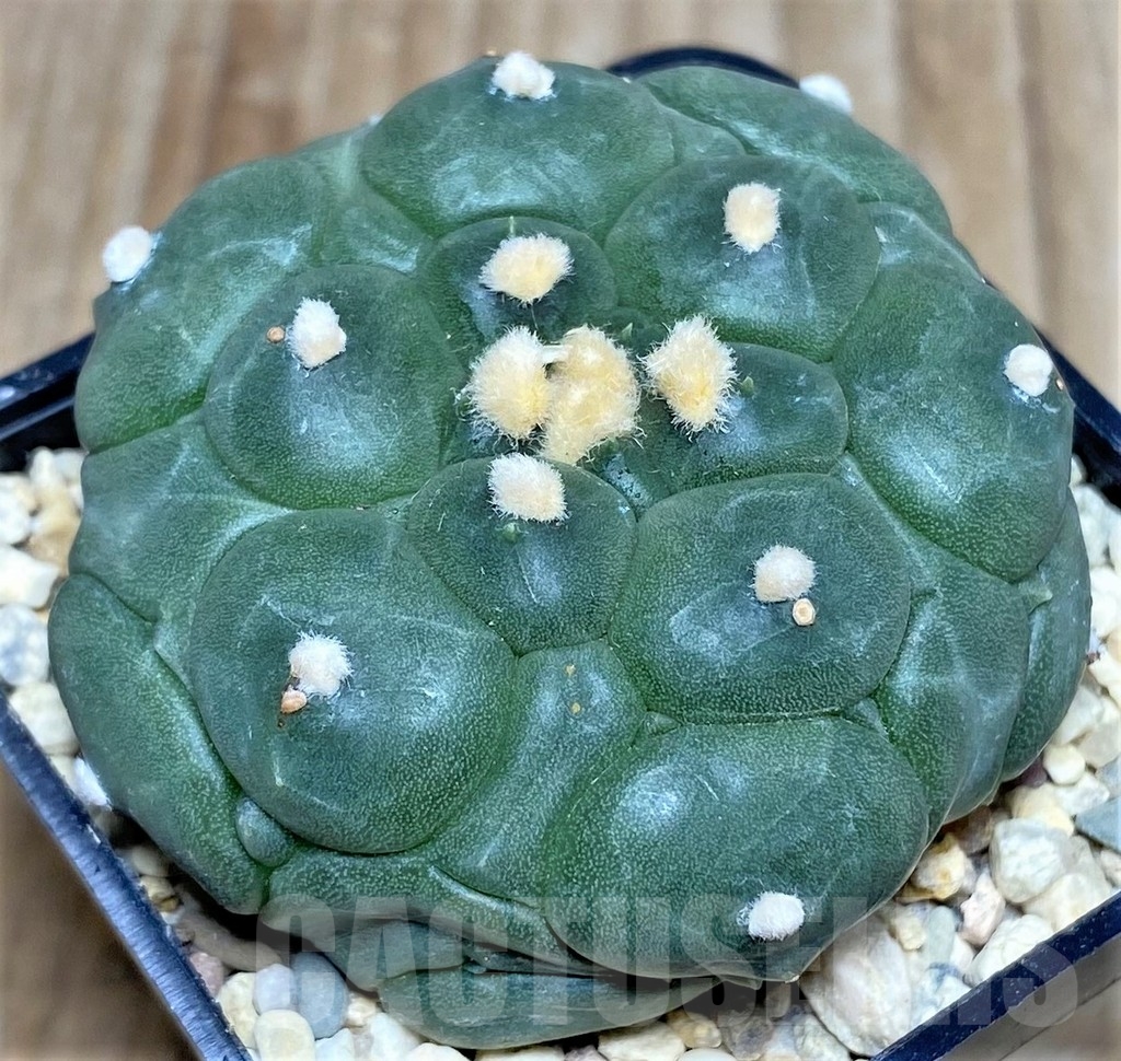 SHPR17529 Astrophytum asterias 'Kikko'