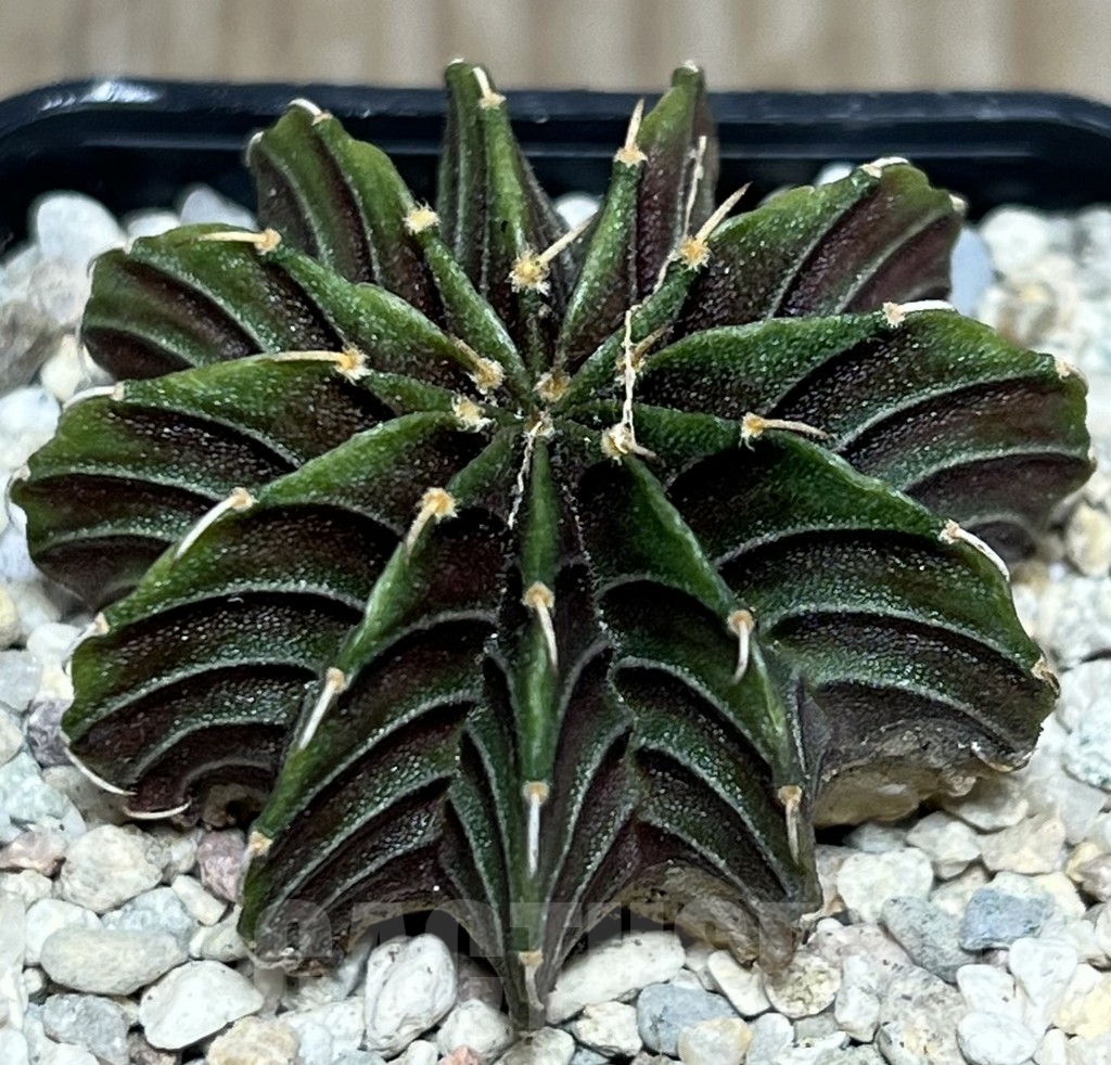 SHPR17800 Gymnocalycium friedrichii LB 2178 Thai. form