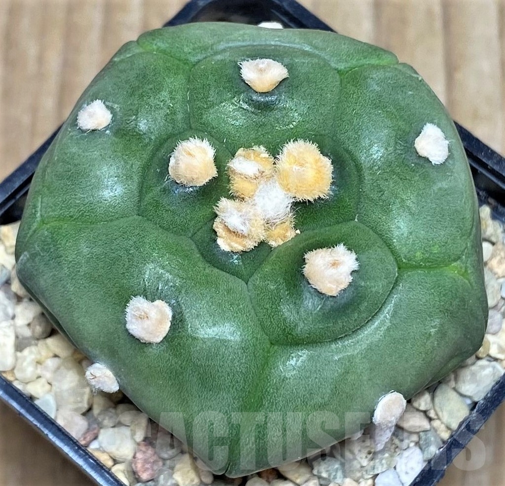SHPR17530 Astrophytum asterias 'Kikko' - Obrázek 2