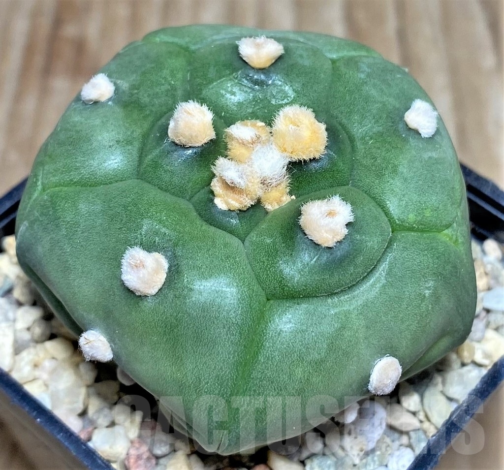 SHPR17530 Astrophytum asterias 'Kikko'