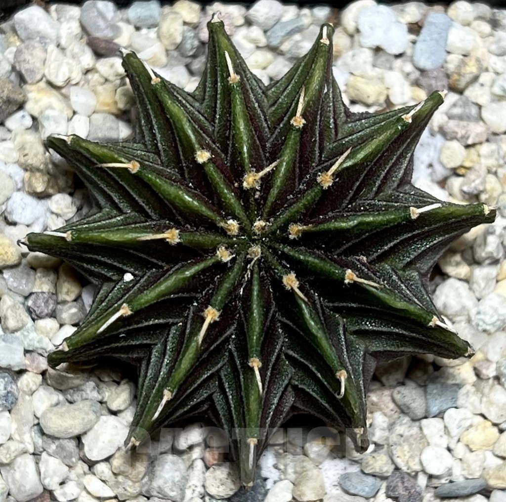 SHPR17800 Gymnocalycium friedrichii LB 2178 Thai. form - Obrázek 2
