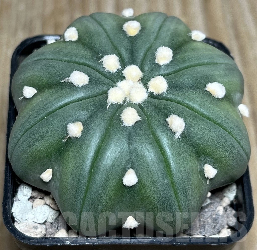 SHPR17803 Astrophytum asterias ‘Miracle’ - Image 2