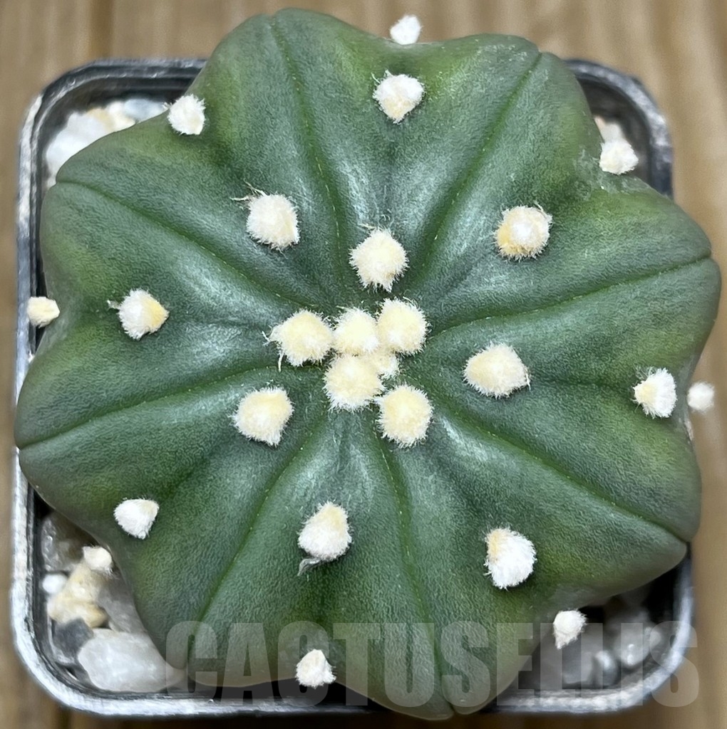 SHPR17803 Astrophytum asterias ‘Miracle’