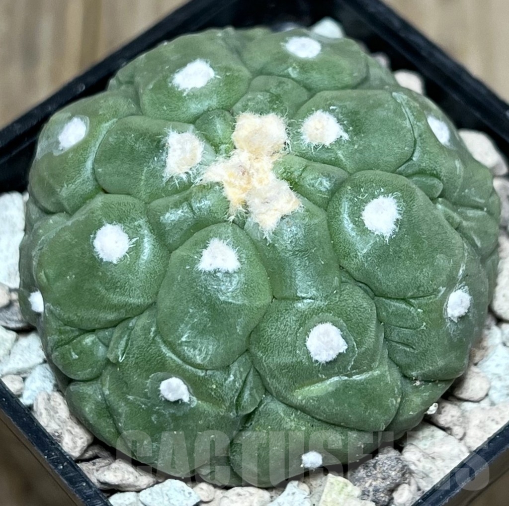 SHPR17804 Astrophytum asterias ‘Kikko’