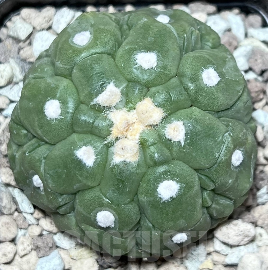 SHPR17804 Astrophytum asterias ‘Kikko’ - Image 2