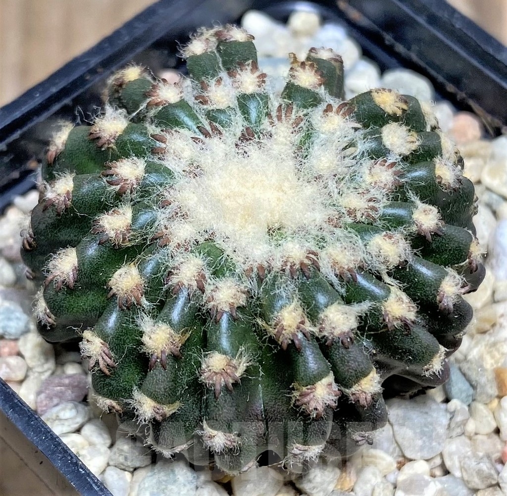 SHPR17535 Discocactus horstii - immagine 2