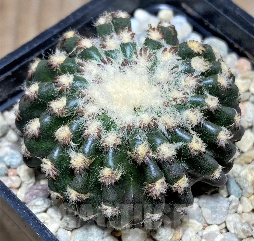 SHPR17535 Discocactus horstii