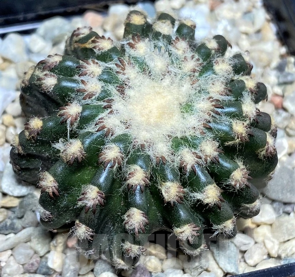 SHPR17535 Discocactus horstii - immagine 3