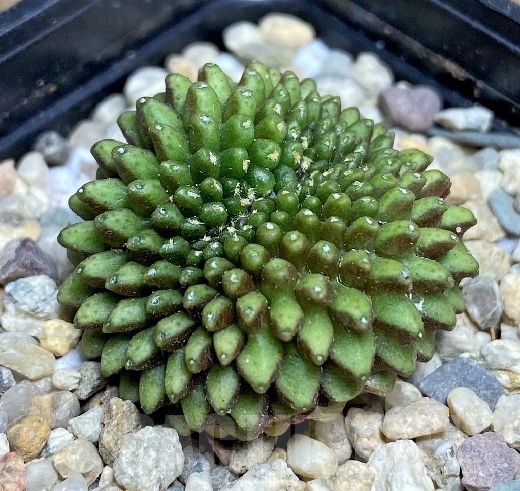 SHPR17536 Gymnocalycium mihanovichii f. cristata 'Inermis'