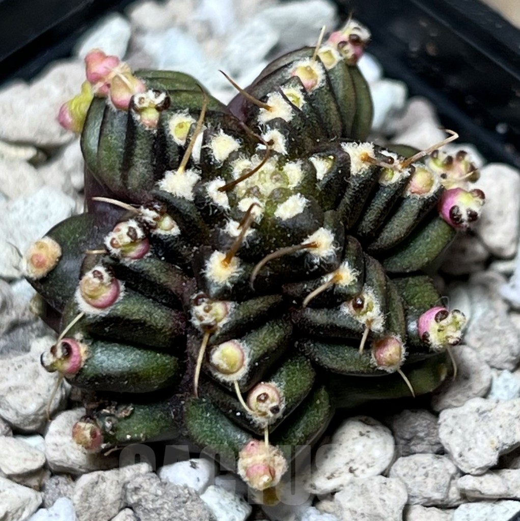 SHPR17808 Gymnocalycium mihanovichii ‘North Star B’