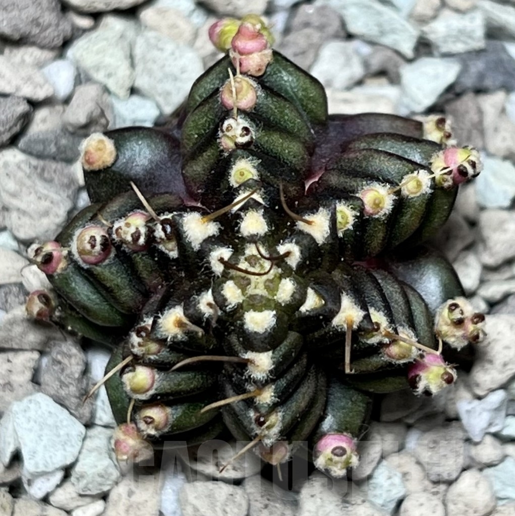 SHPR17808 Gymnocalycium mihanovichii ‘North Star B’ - Image 2
