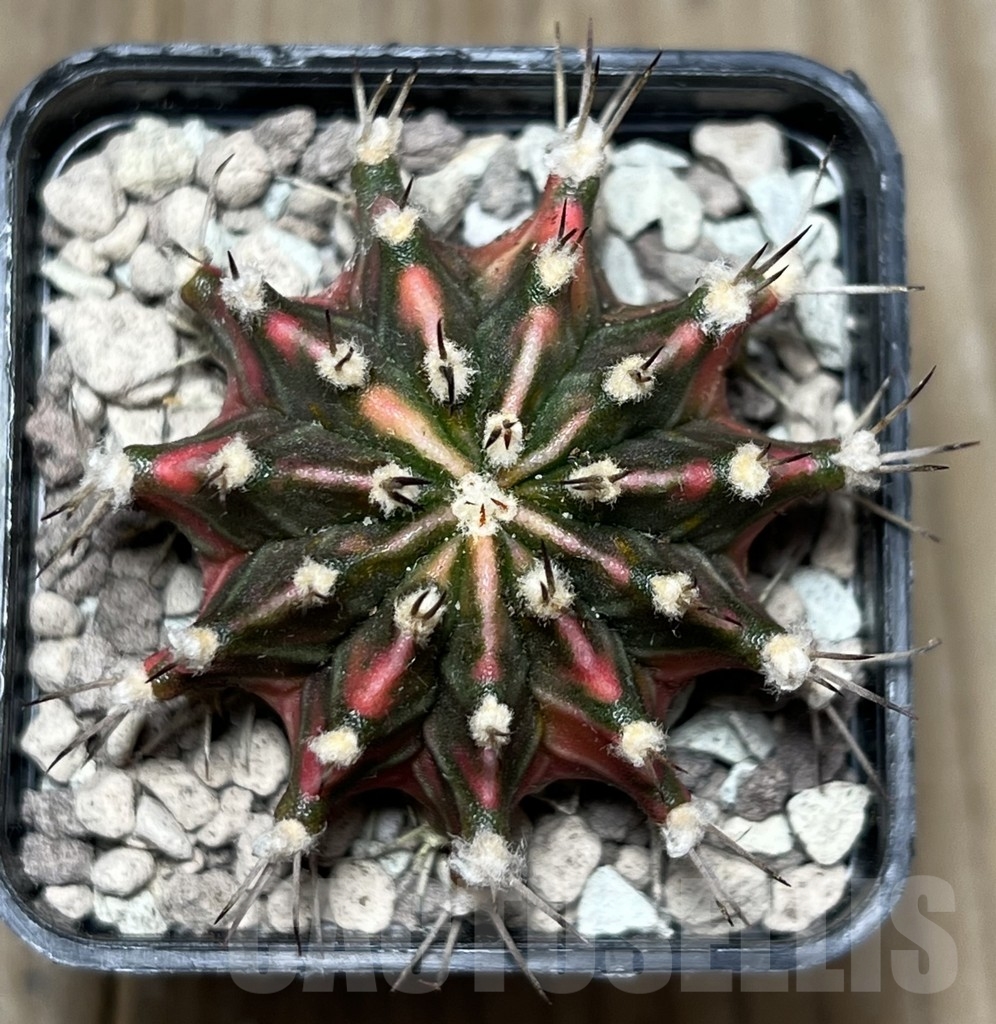SHPR17809 Gymnocalycium mihanovichii ‘Rosemary’ - immagine 2