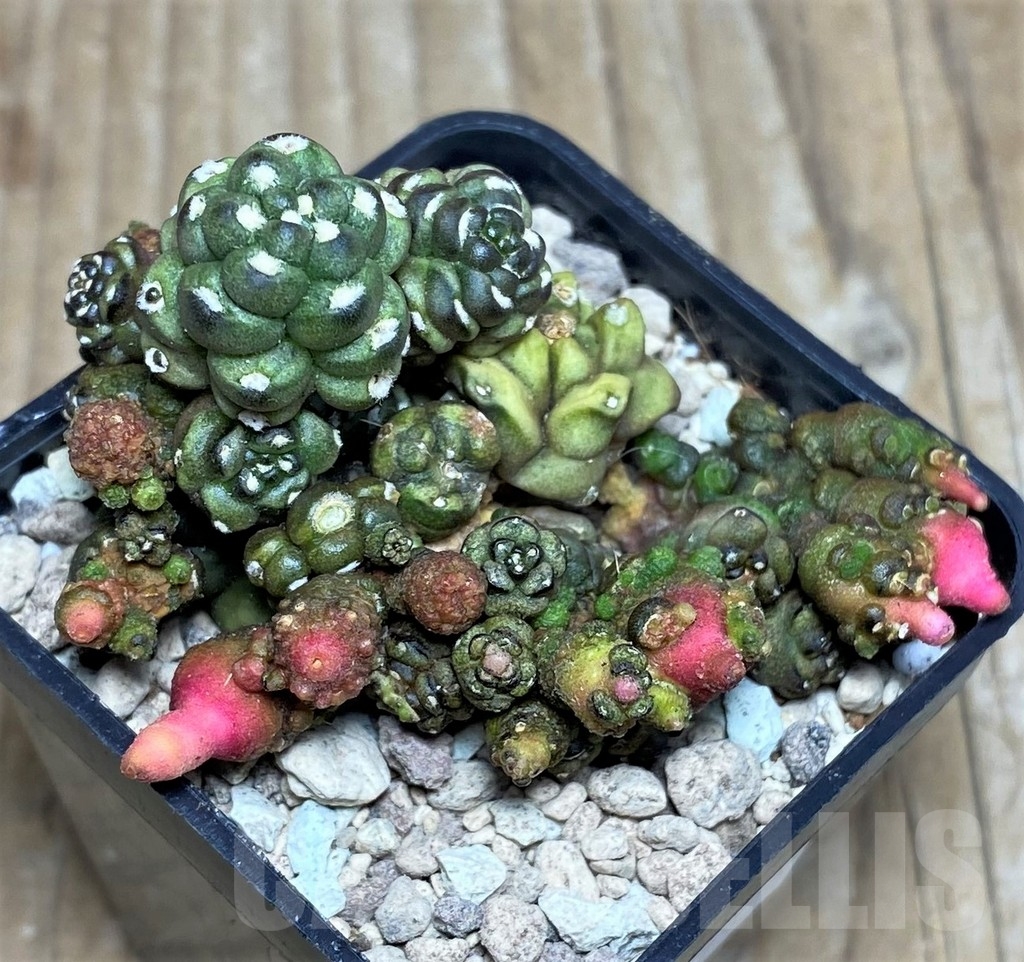 SHPR17539 Gymnocalycium mihanovichii 'Transformer' - Image 2