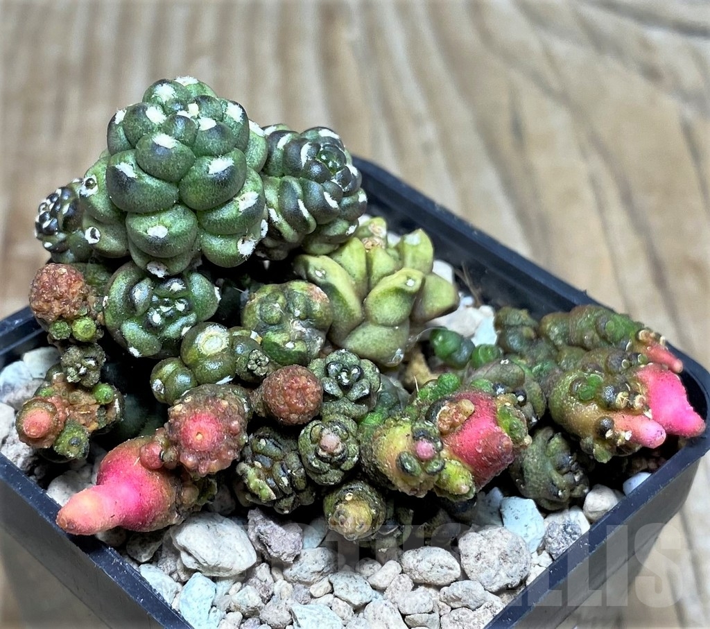 SHPR17539 Gymnocalycium mihanovichii 'Transformer'