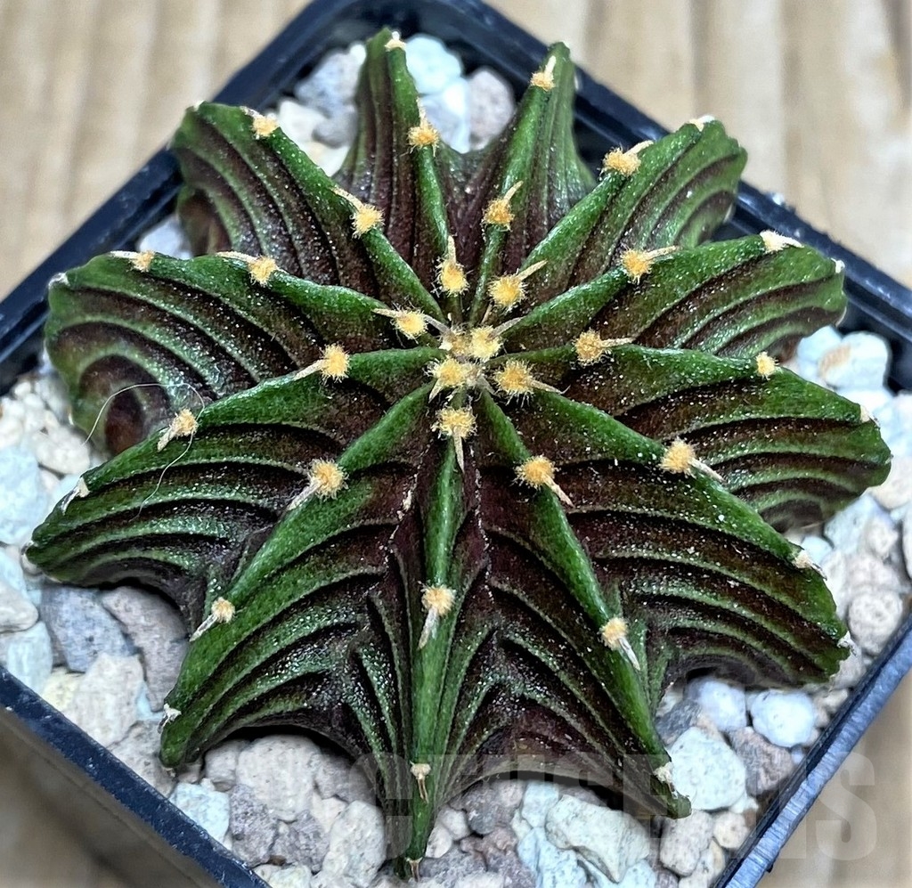 SHPR17542 Gymnocalycium friedrichii LB 2178 Thai. form