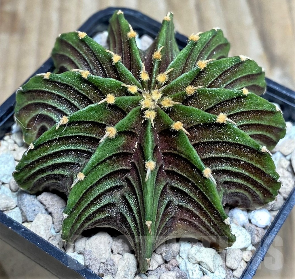 SHPR17542 Gymnocalycium friedrichii LB 2178 Thai. form – Image 2