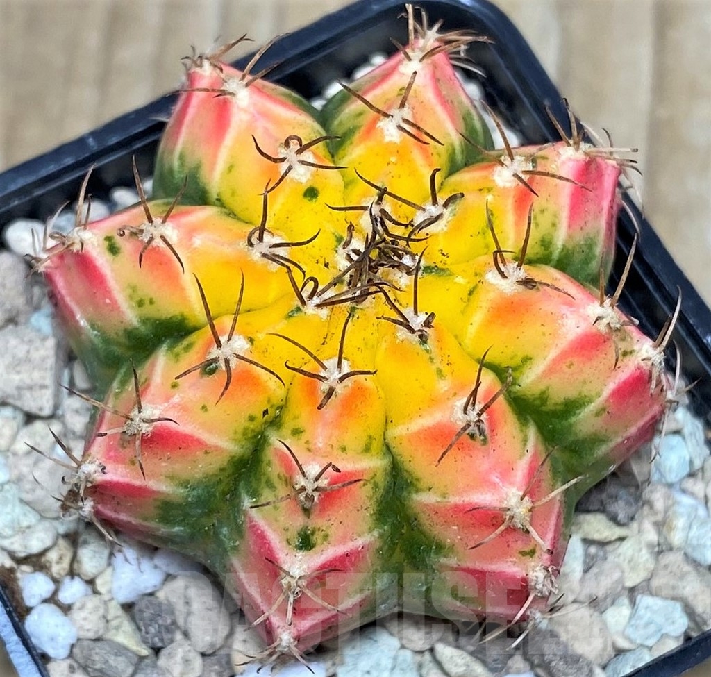 SHPR17543 Gymnocalycium mihanovichii ‘Multicolor’ - Image 2