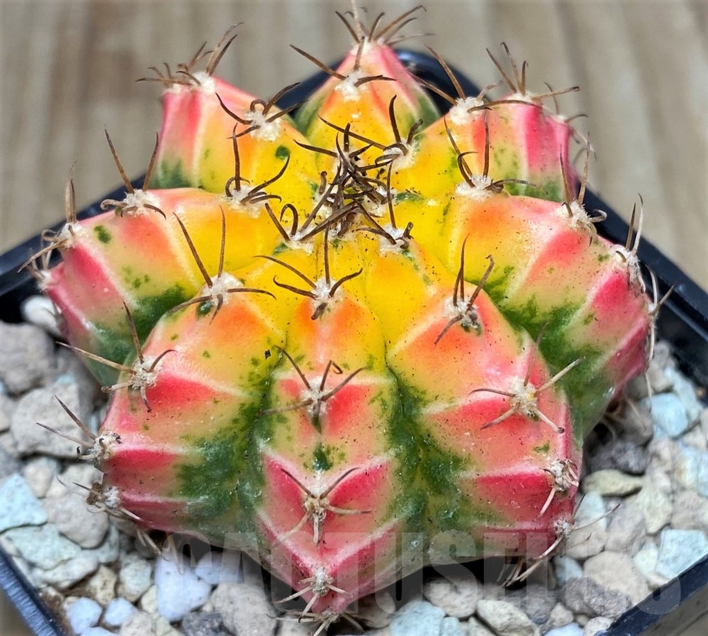 SHPR17543 Gymnocalycium mihanovichii ‘Multicolor’
