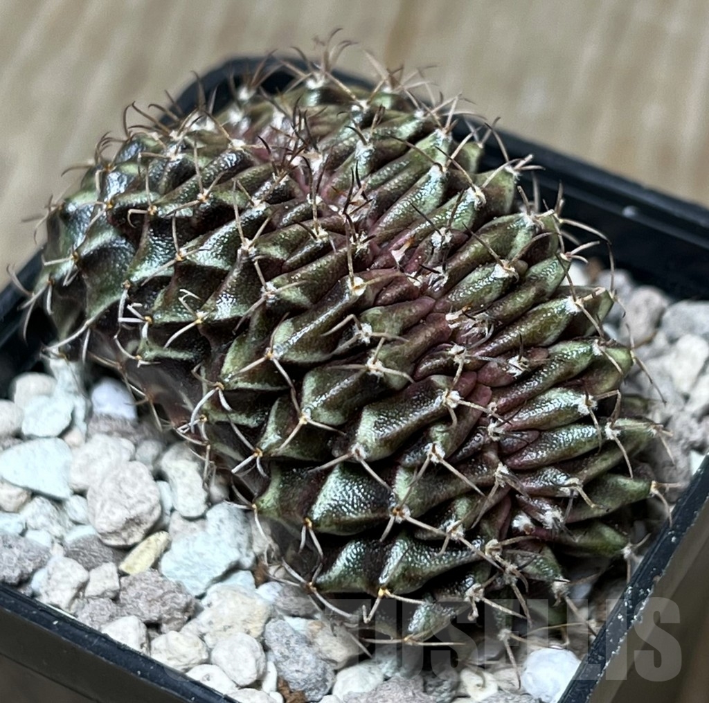 SHPR17813 Gymnocalycium friedrichii f. cristata