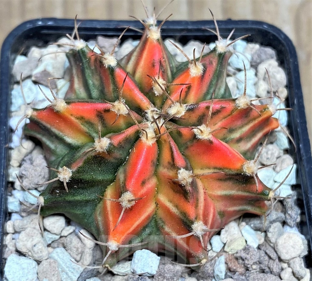 SHPR17546 Gymnocalycium mihanovichii f. variegata - Obrázek 2