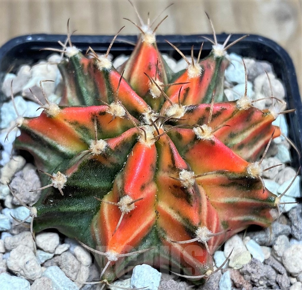 SHPR17546 Gymnocalycium mihanovichii f. variegata