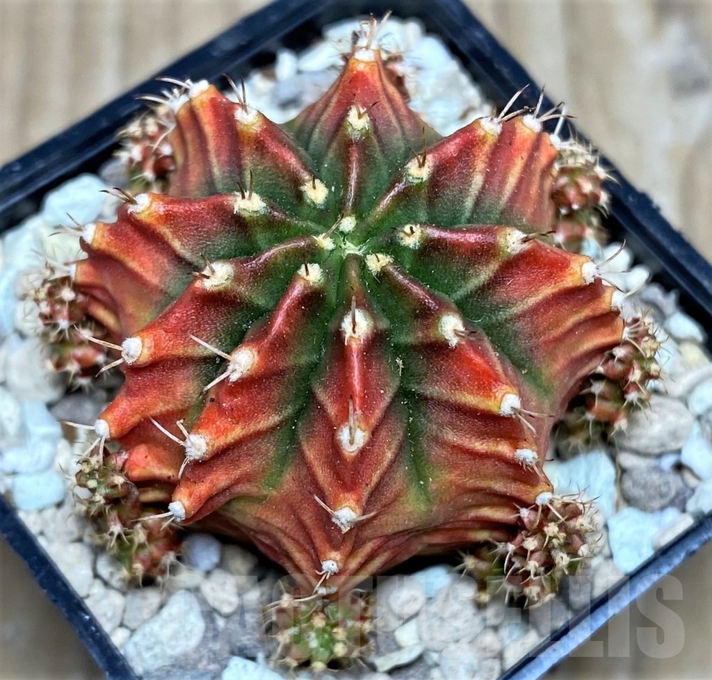 SHPR17547 Gymnocalycium mihanovichii 'Siramanee' - Obrázek 2