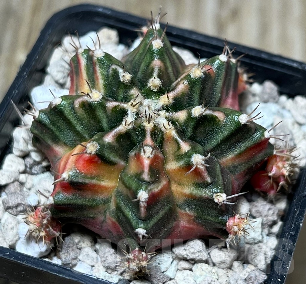 SHPR17816 Gymnocalycium mihanovichii f. variegata KT 10